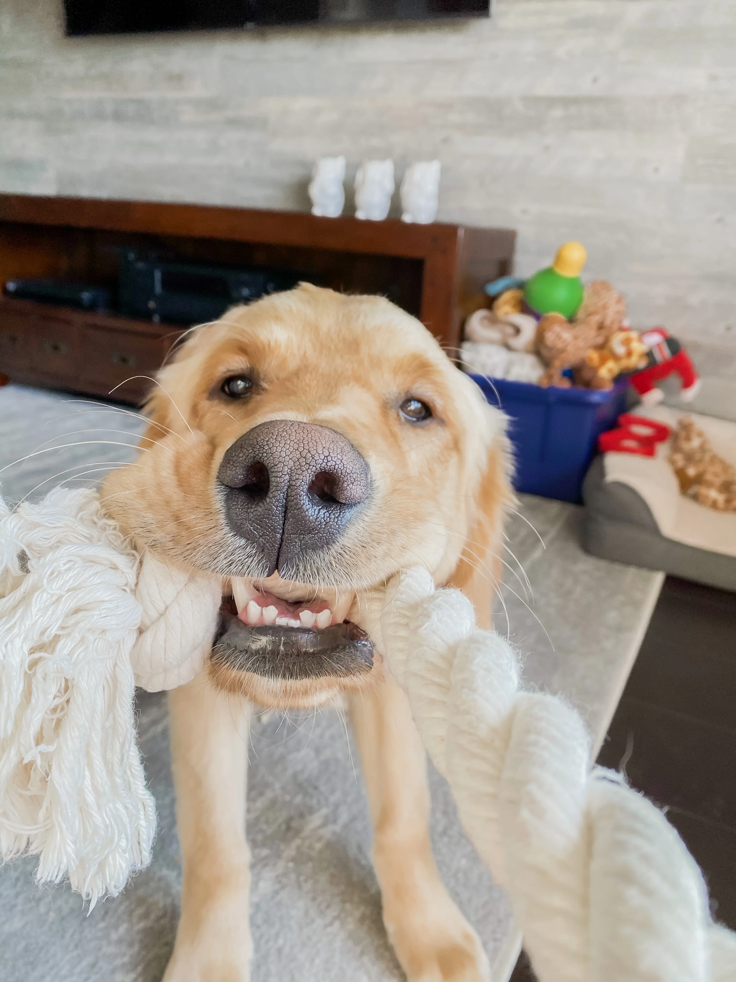 Cotton Rope Toy - Image 3