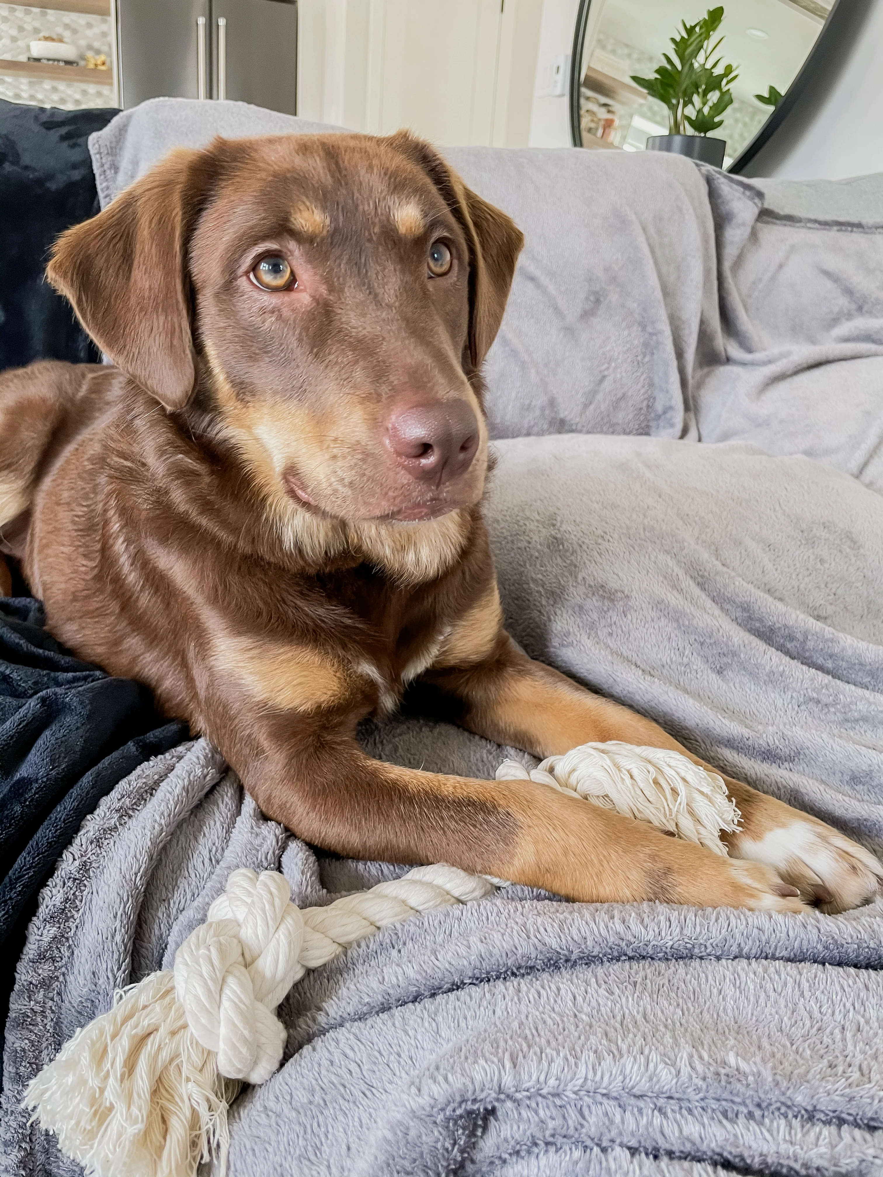 Cotton Rope Toy - Image 4