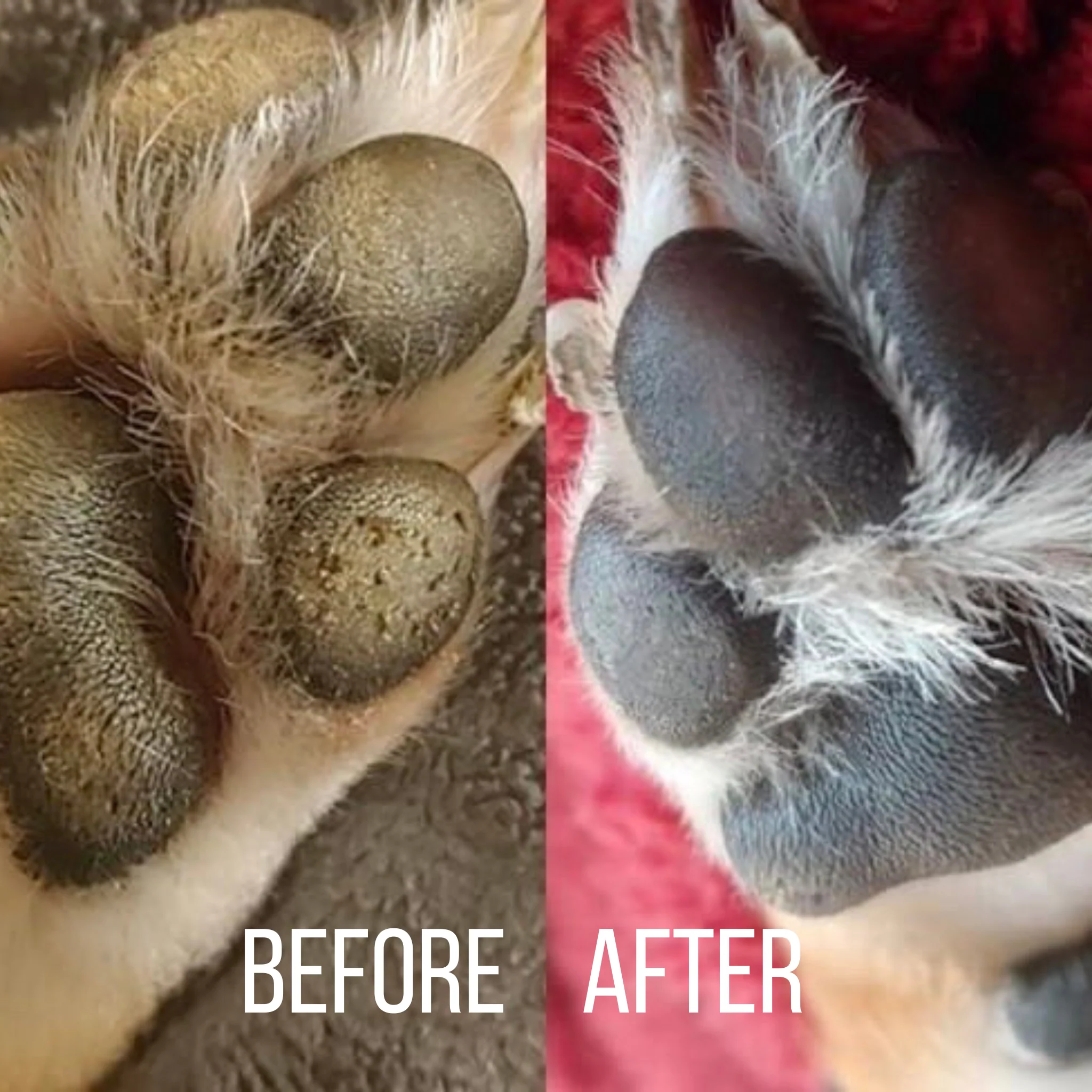 Paw Balm - Image 4