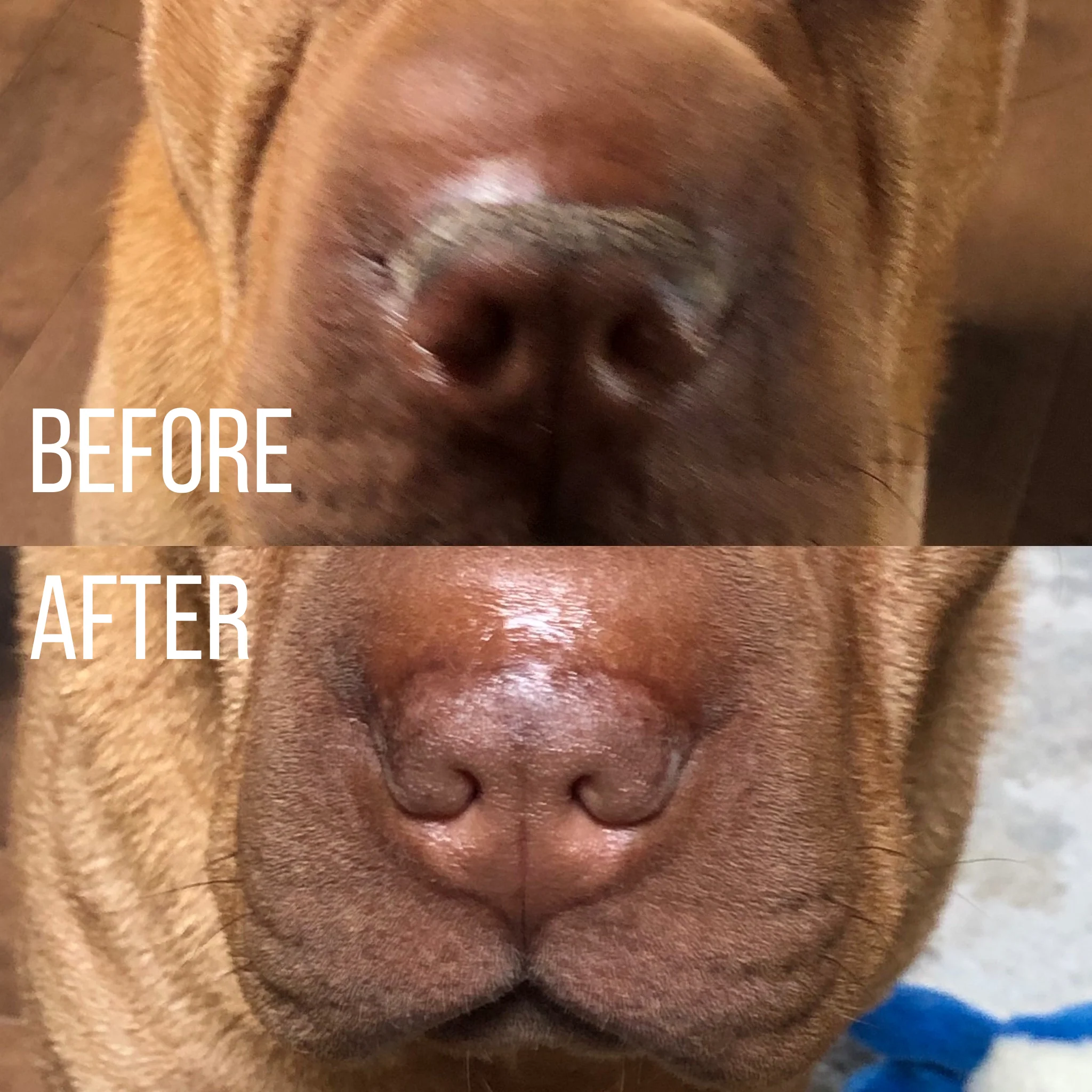 Snout Balm - Image 4
