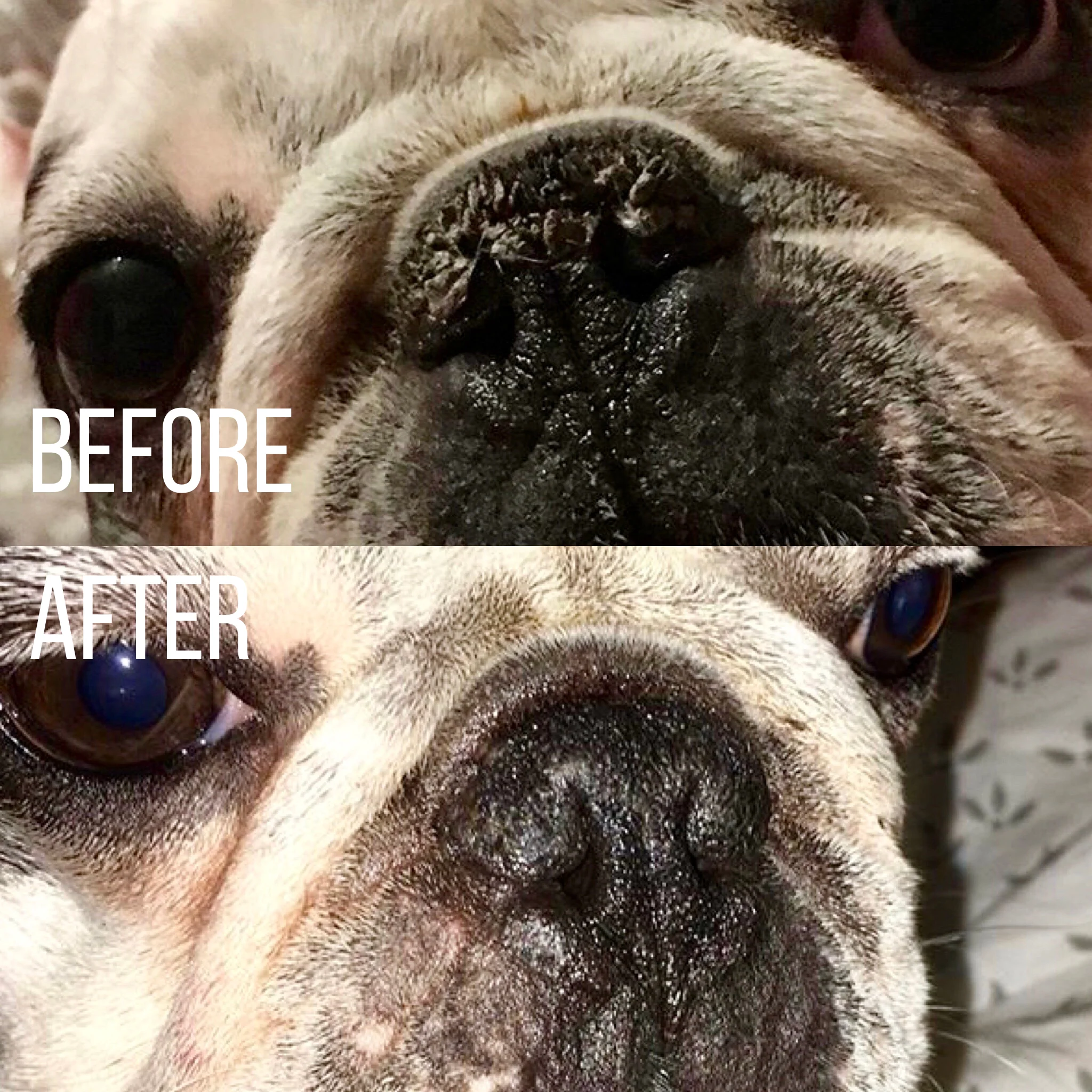 Snout Balm - Image 5