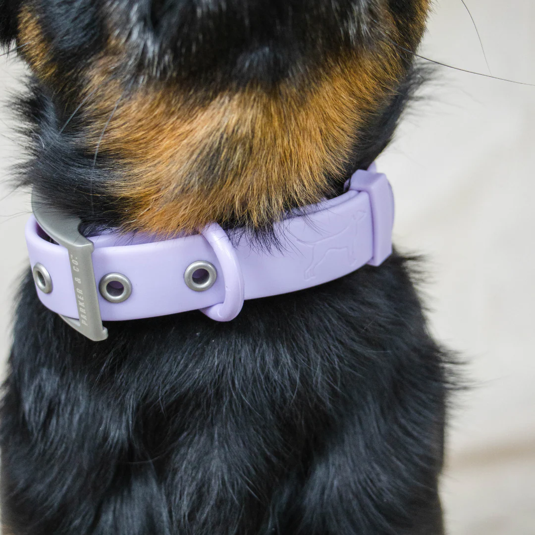 Solace Waterproof Dog Collar - Image 5