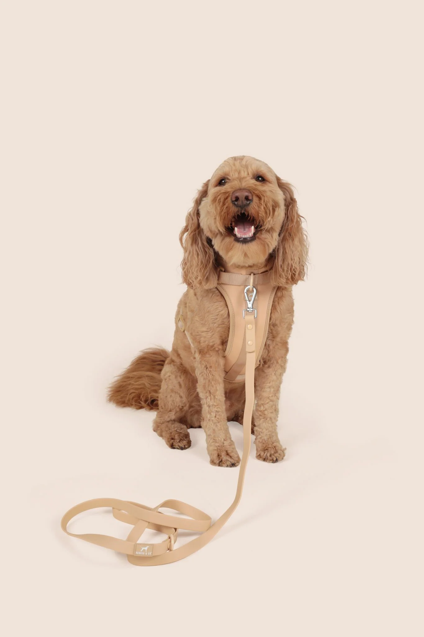 Solace Adjustable Dog Harness - Image 11