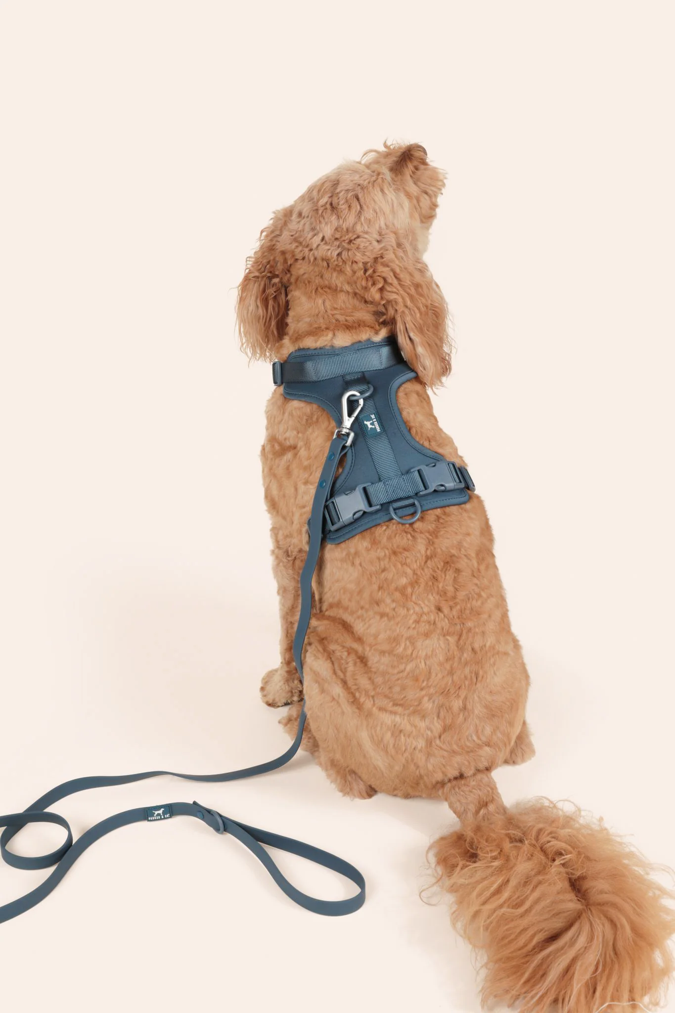 Solace Adjustable Dog Harness - Image 12