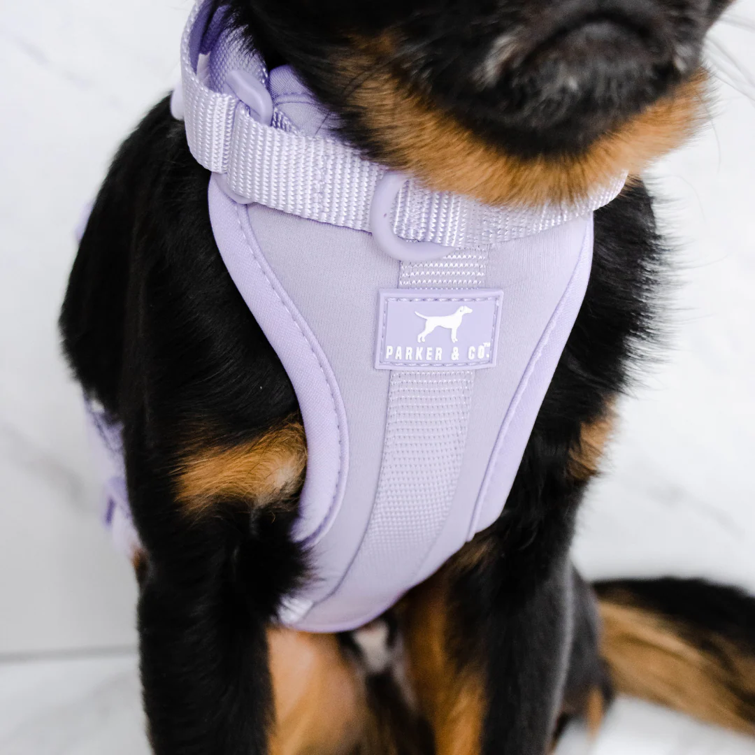Solace Adjustable Dog Harness - Image 17