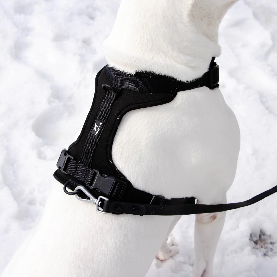 Solace Adjustable Dog Harness - Image 18