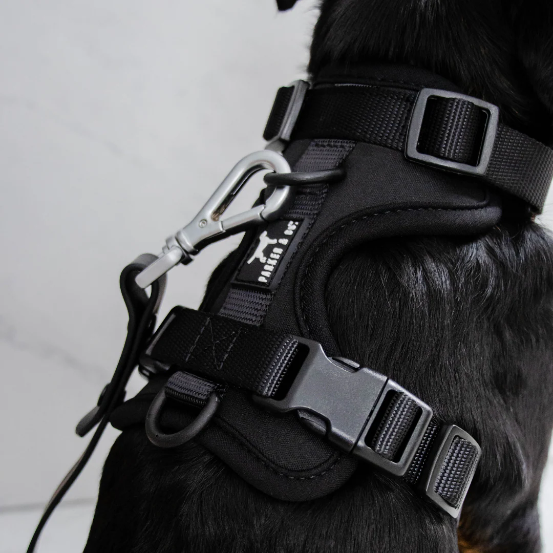 Solace Adjustable Dog Harness - Image 19