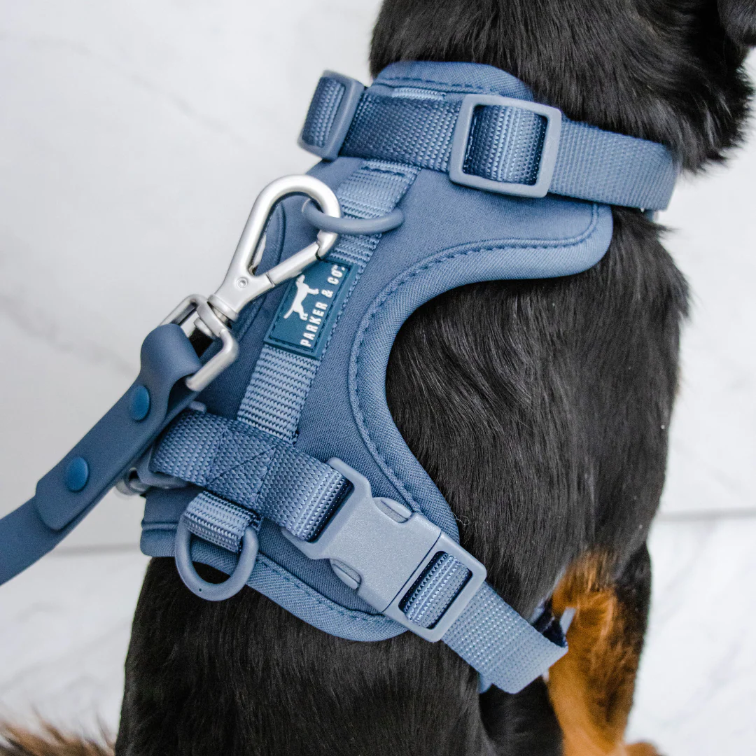 Solace Adjustable Dog Harness - Image 24