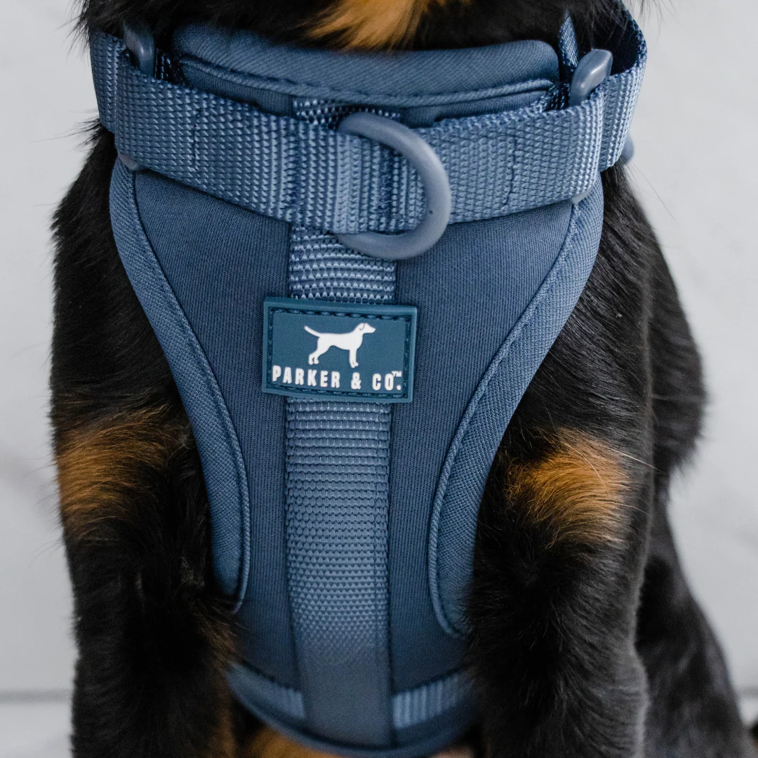 Solace Adjustable Dog Harness - Image 25